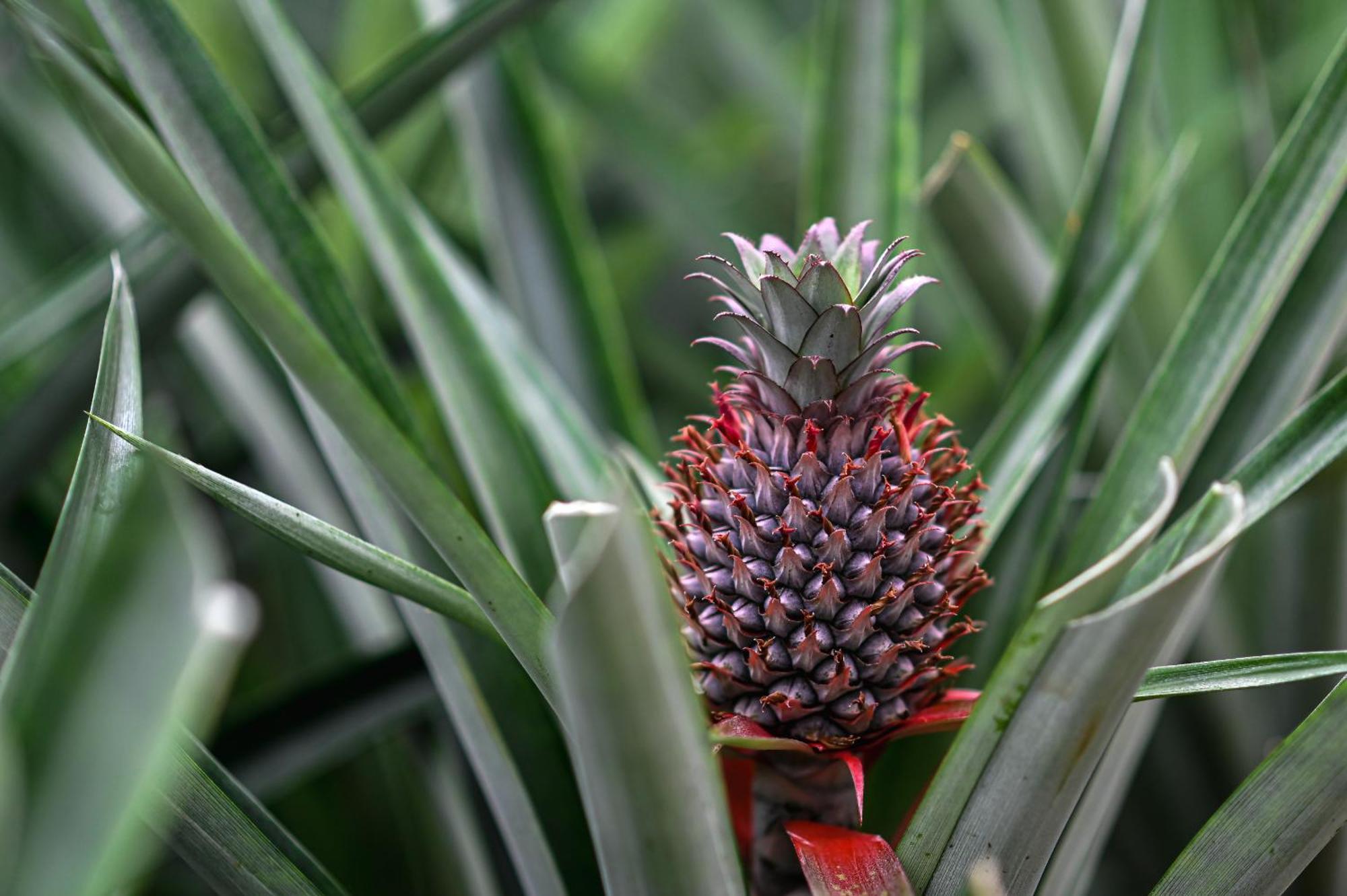 Pineapple Studio Ponta Delgada 외부 사진