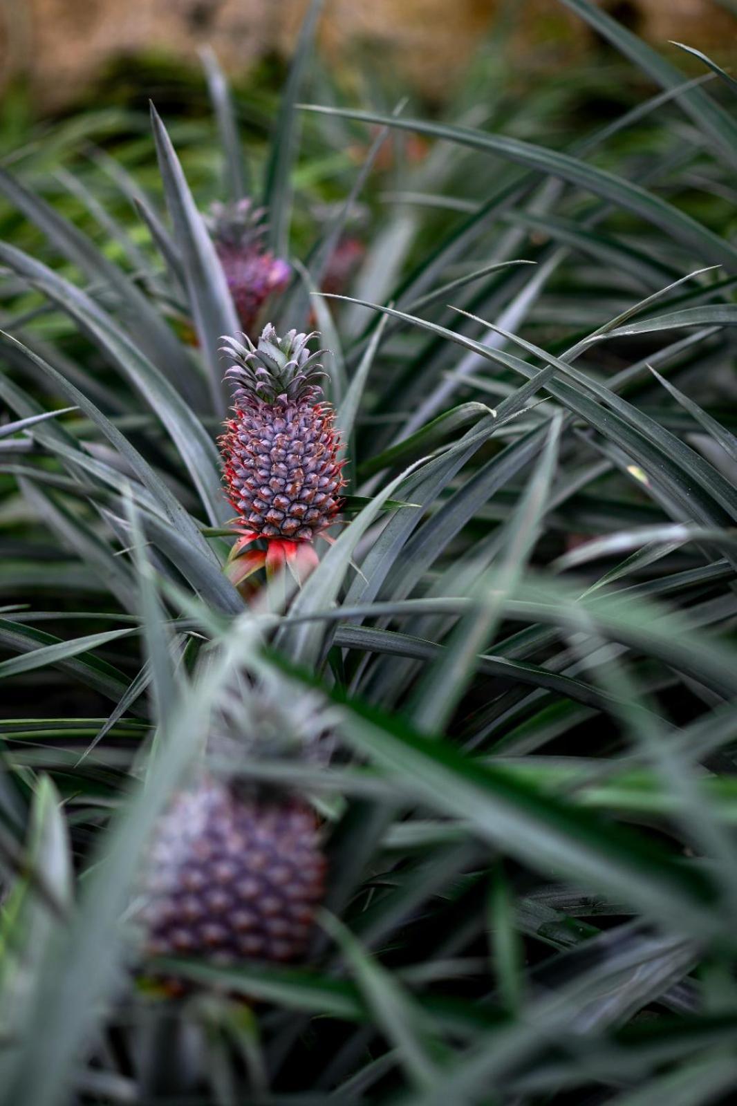 Pineapple Studio Ponta Delgada 외부 사진