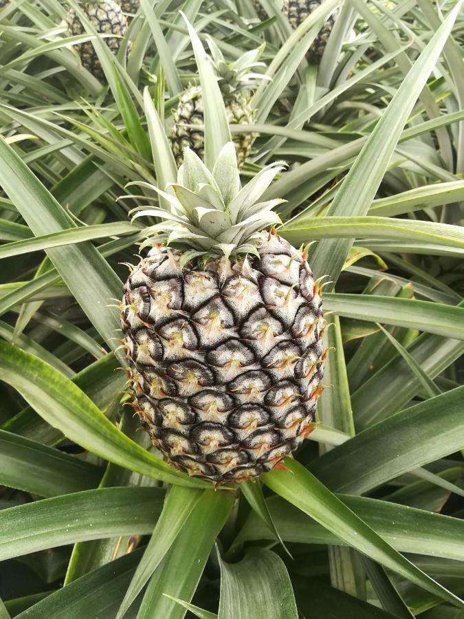 Pineapple Studio Ponta Delgada 외부 사진