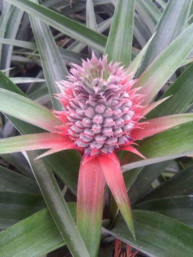 Pineapple Studio Ponta Delgada 외부 사진